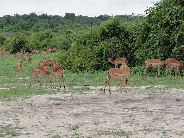 Impala
