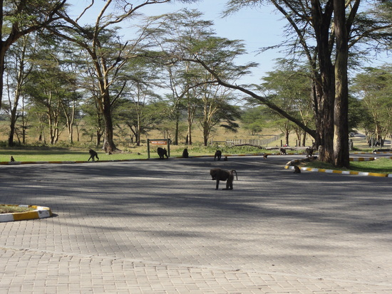 Baboons