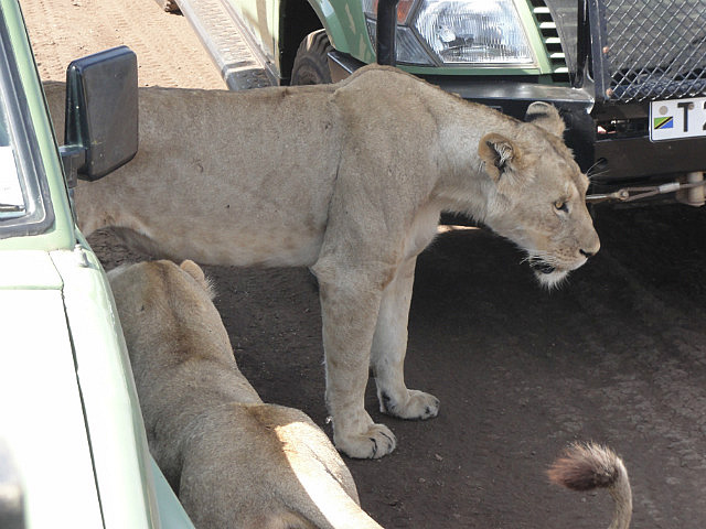 Lions Around The Cars
