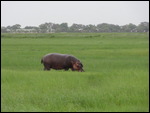 Hippos