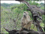 Baboon
