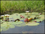 Flowers in the Delta