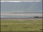 Flamingos