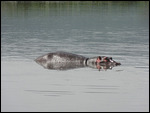 Hippos