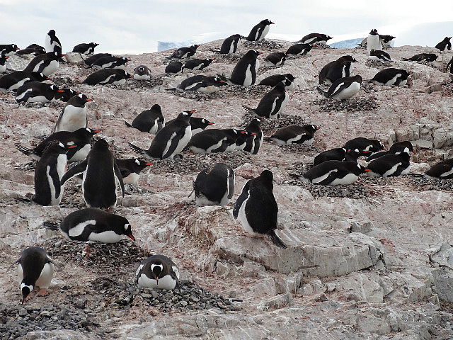 Penguin Colony