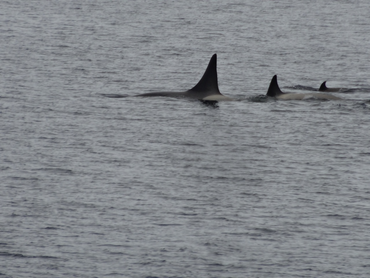 Orca Whales