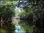 The Everglades
