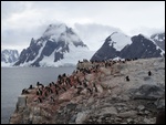 Gentoo Colony
