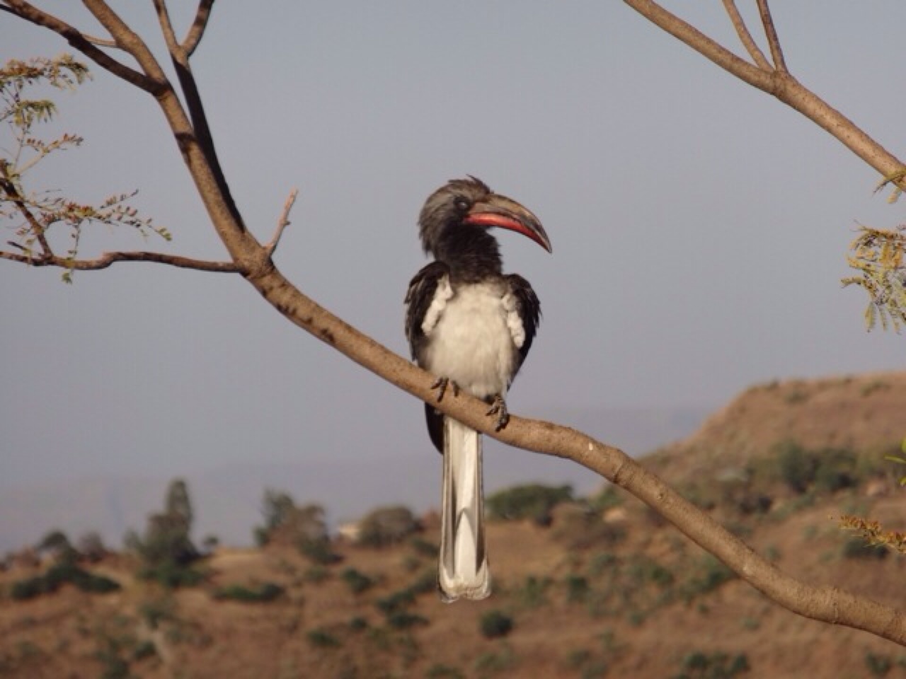 A bird