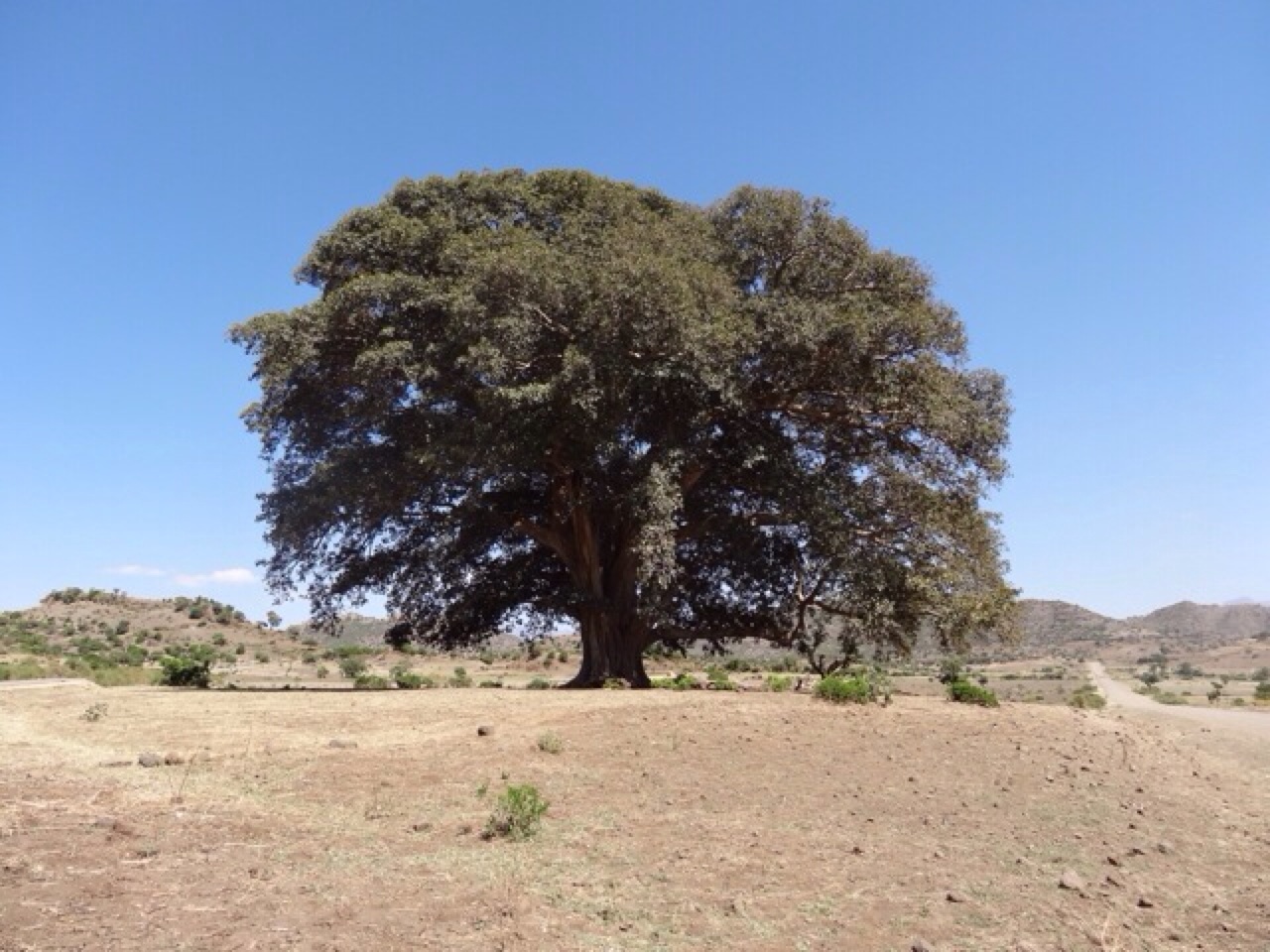A Fig Tree