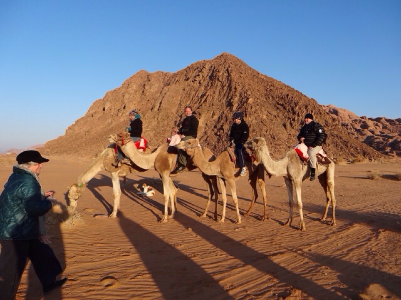 Camels At Sunrise