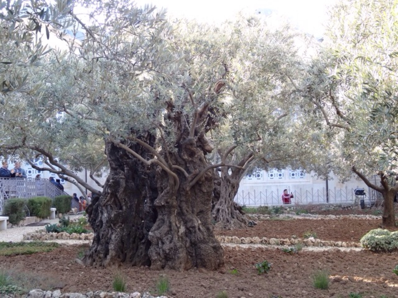 An Old Olive Tree In The Garden