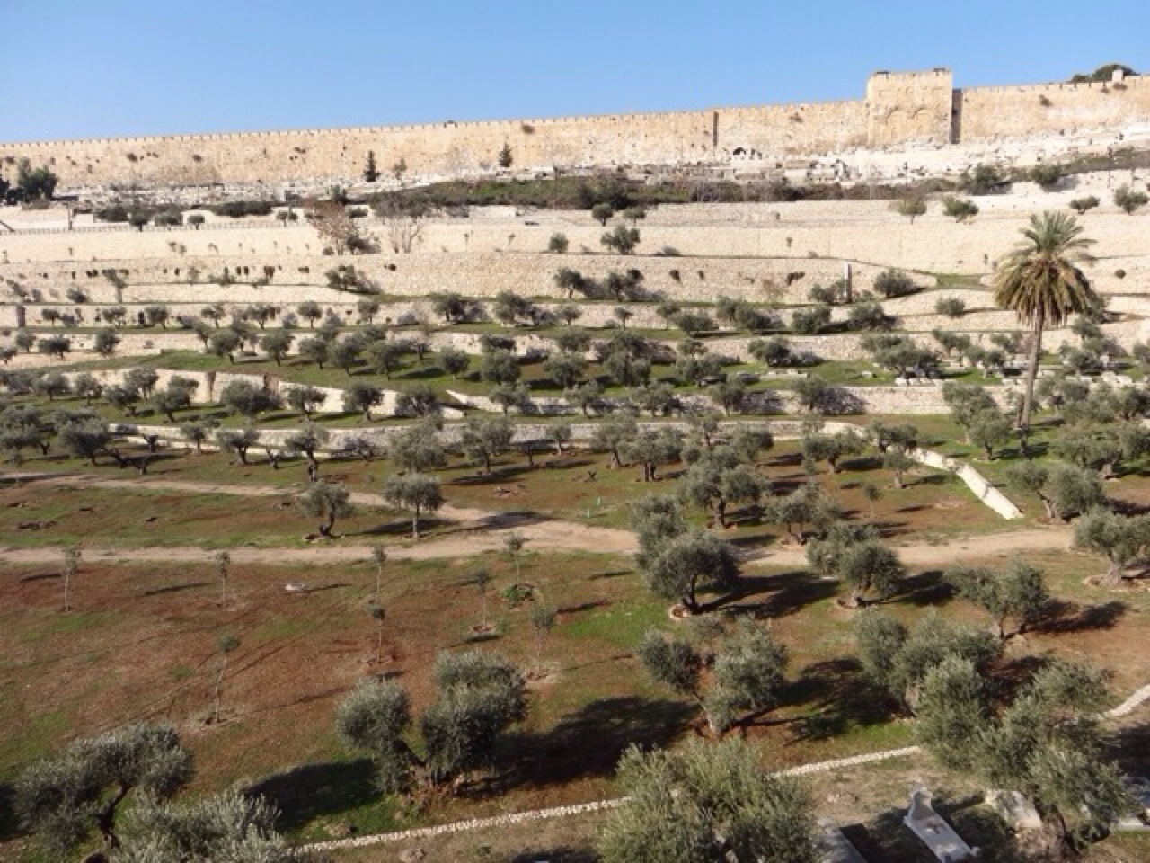 The Garden of Gethsemane