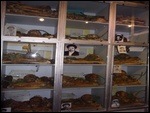 Exhumed Remains