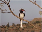 A bird