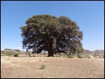 A Fig Tree