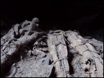 The Mummies