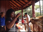 Jane Feeding The Giraffes