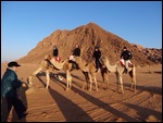 Camels At Sunrise