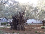 An Old Olive Tree In The Garden