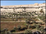 The Garden of Gethsemane