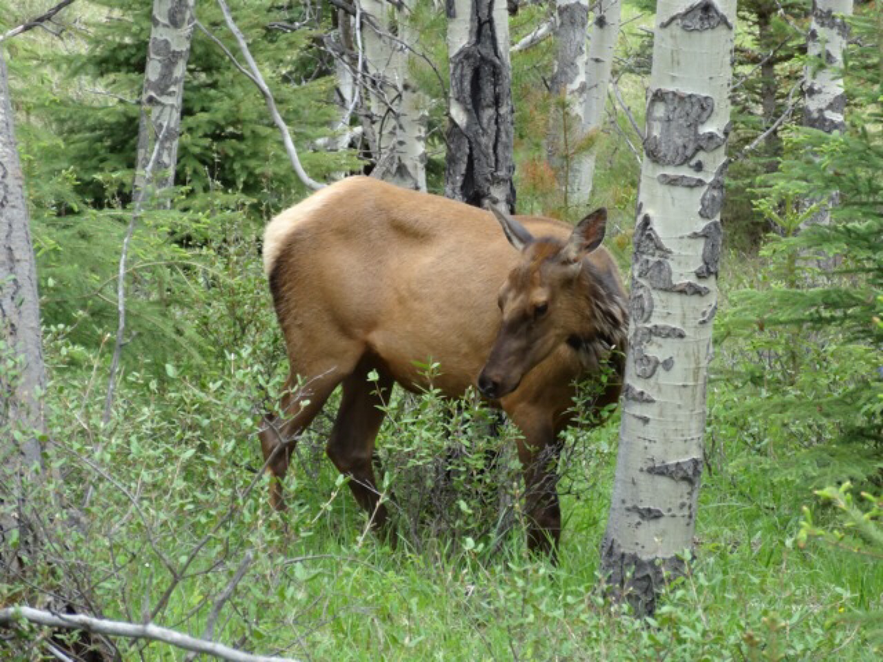 Elk