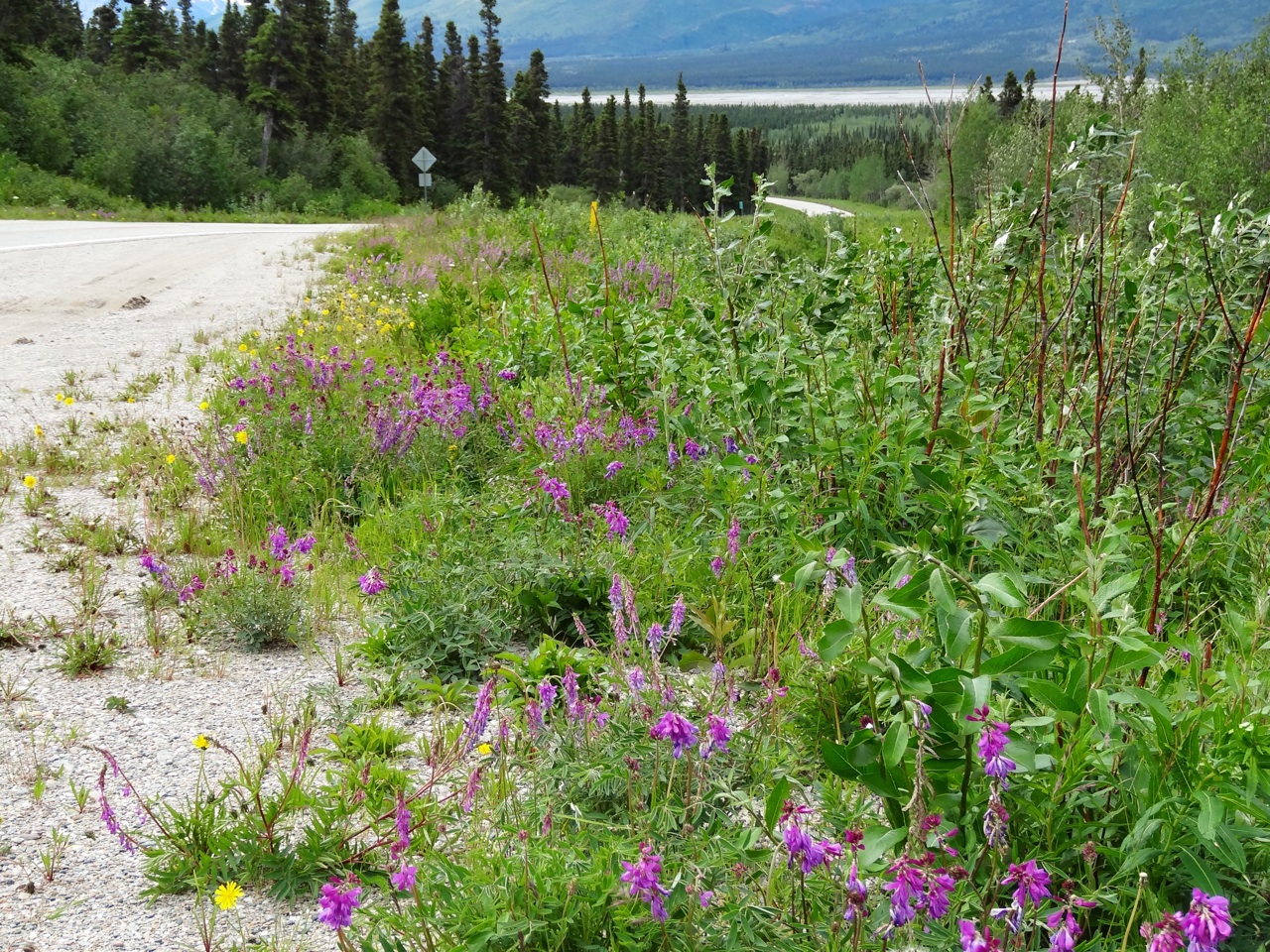Wildflowers