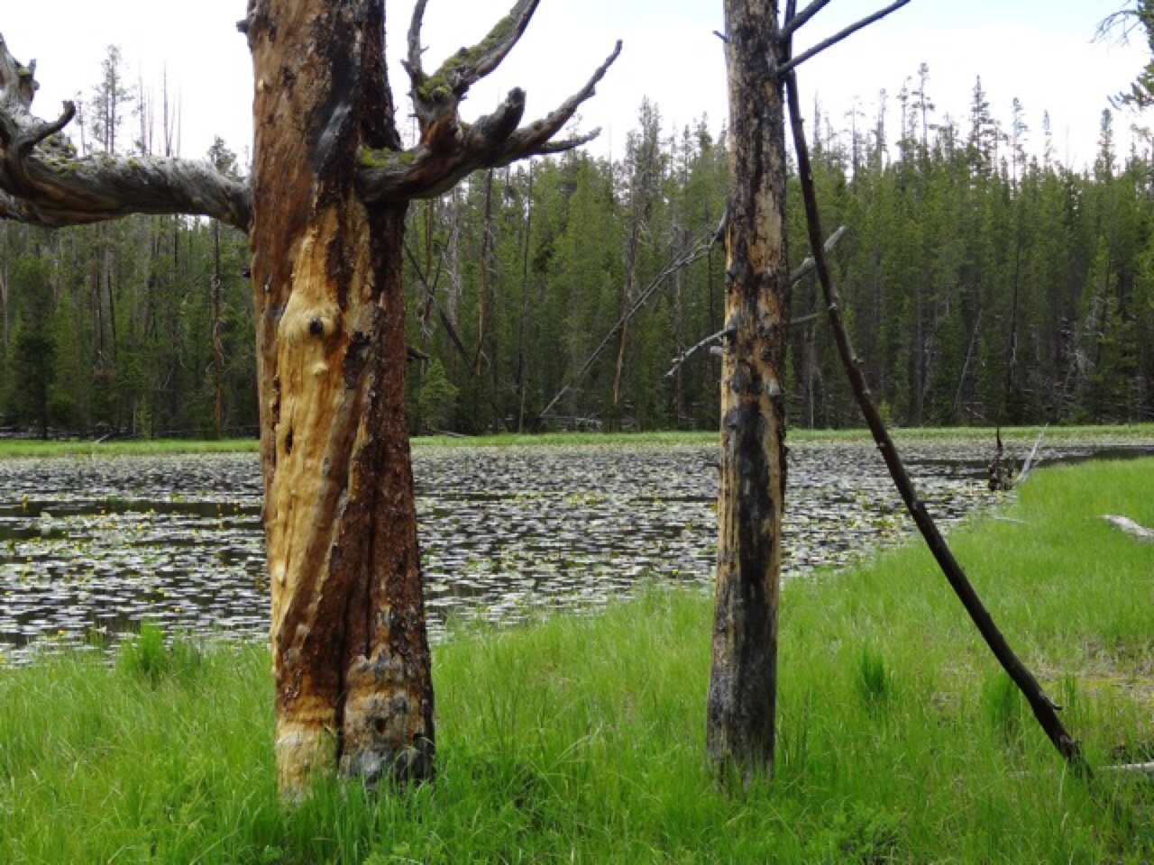 Lillypad Lake
