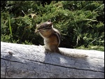 Chipmunk