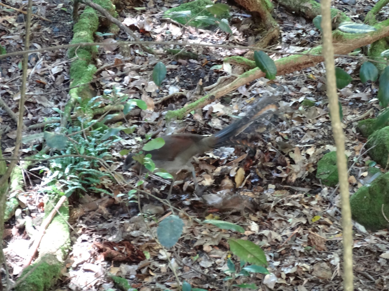 A Lyrebird in the wild