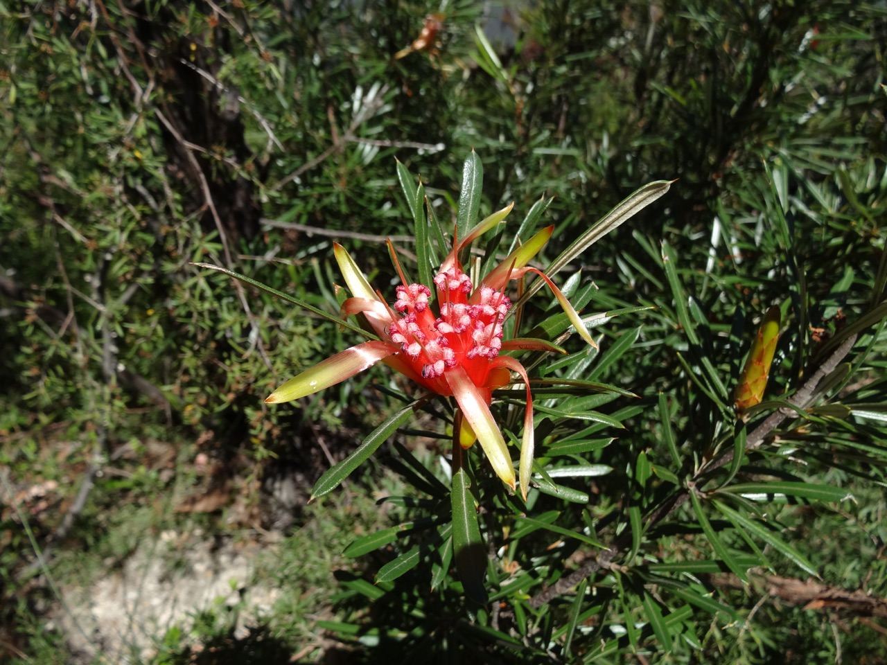 Banksia