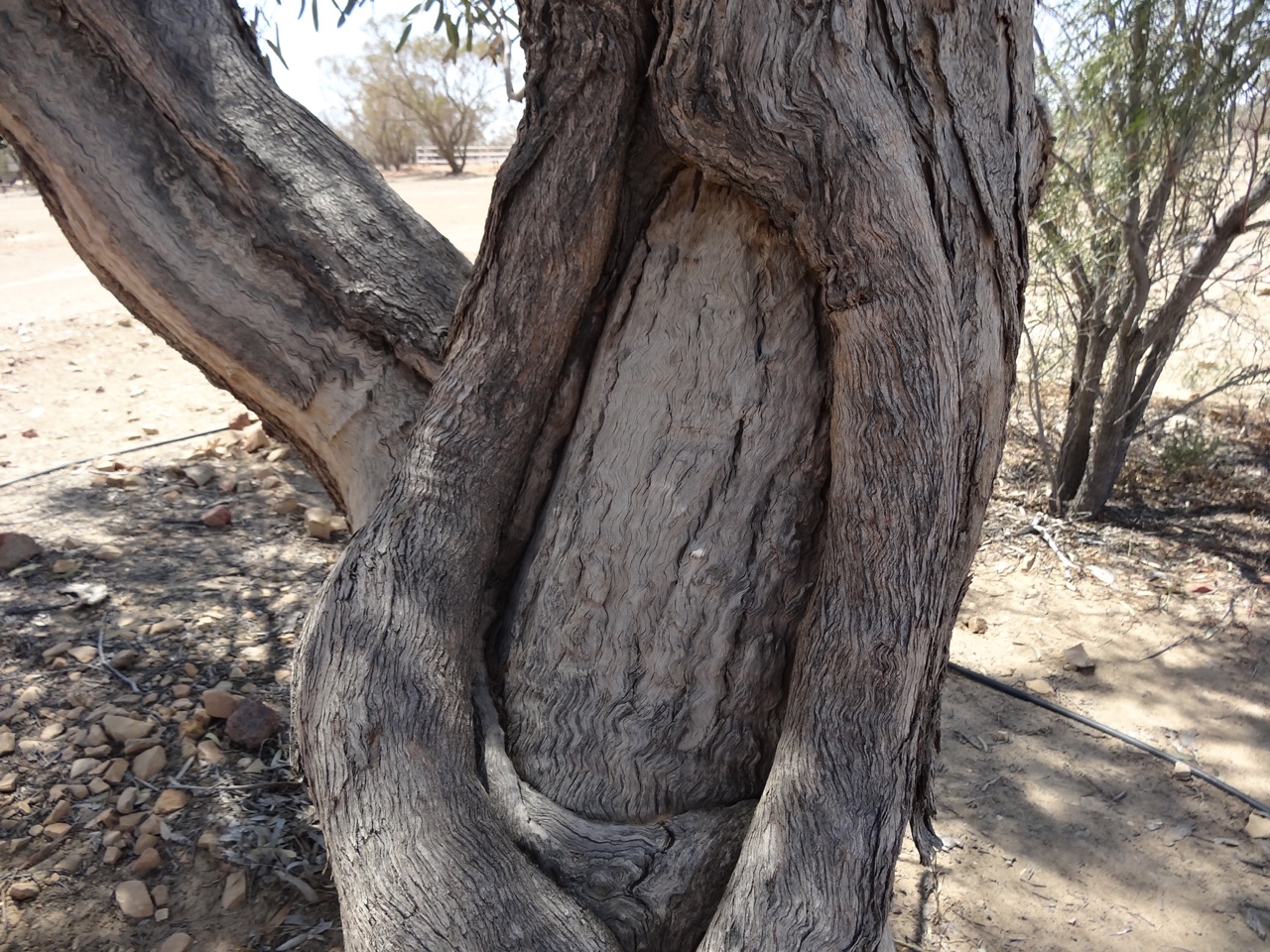 The blaze on the tree