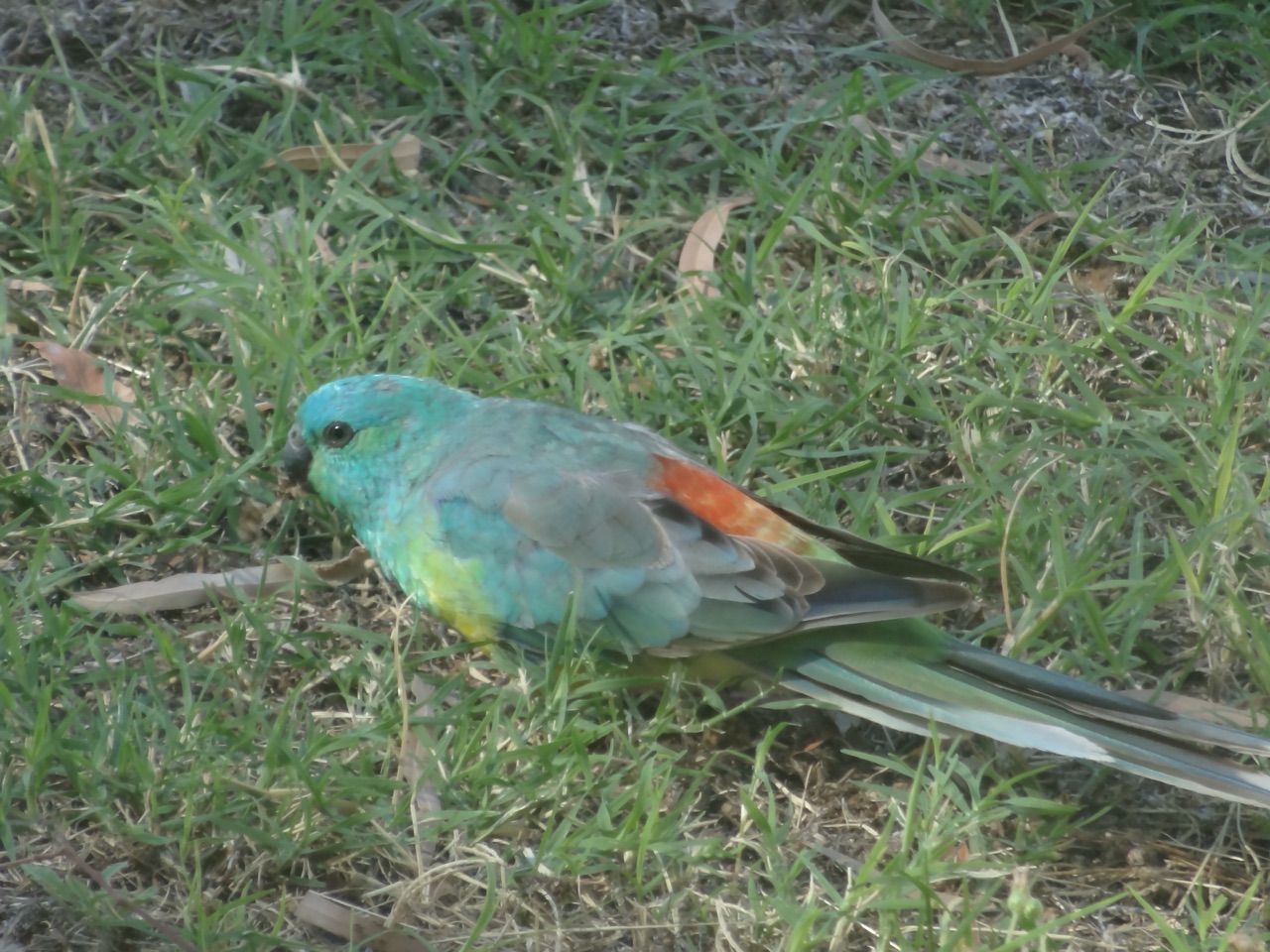 Red-rumped Parrot