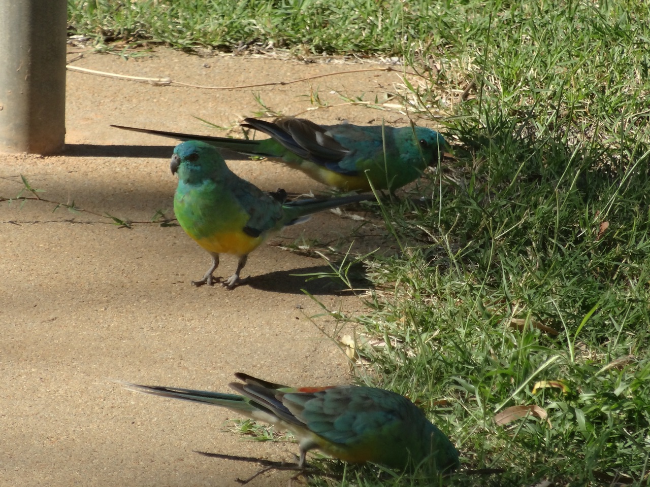 Red-rumped parrots
