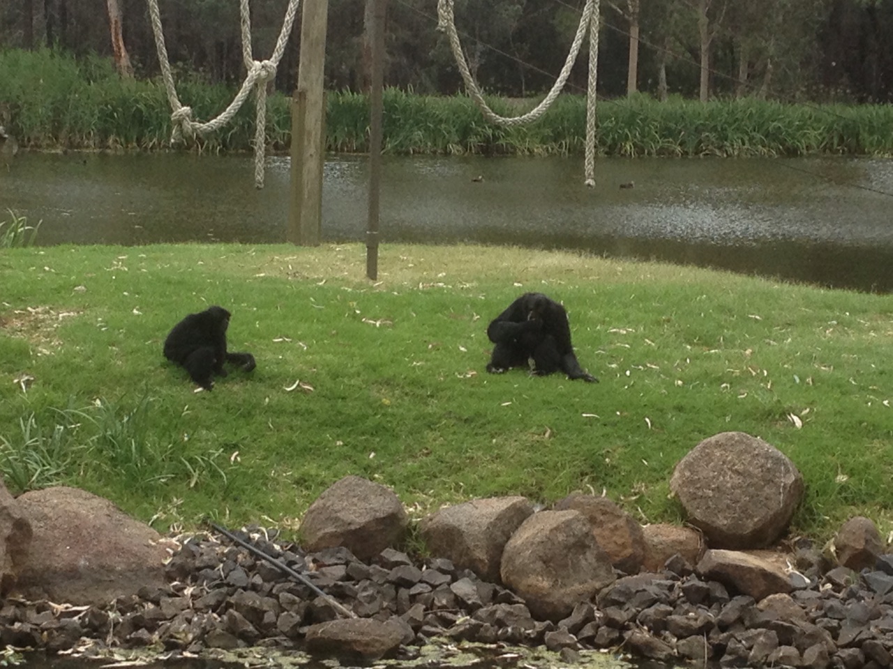 Siamang Ape