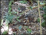 A Lyrebird in the wild