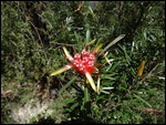 Banksia