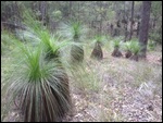 Grug's Forest