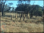 More dead dingoes