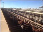 Saleyards