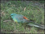 Red-rumped Parrot
