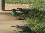 Red-rumped parrots