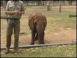 African Elephant