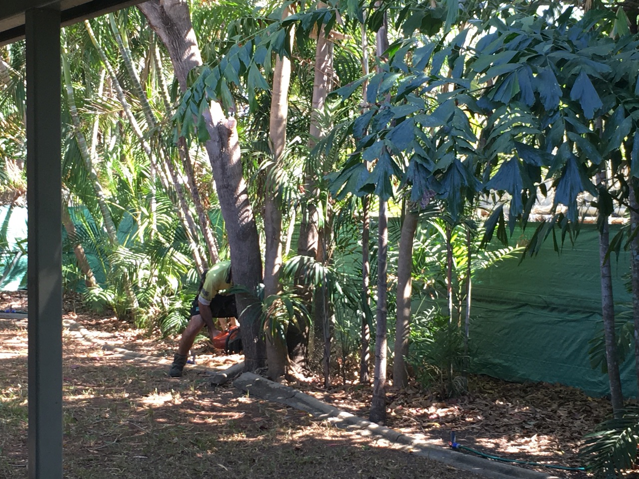 You cut the tree straight off