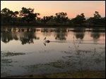 Sunrise at Camooweal Billabong