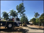 You Drop the tree straight into the mulcher