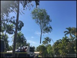 You lift the whole tree over the roof