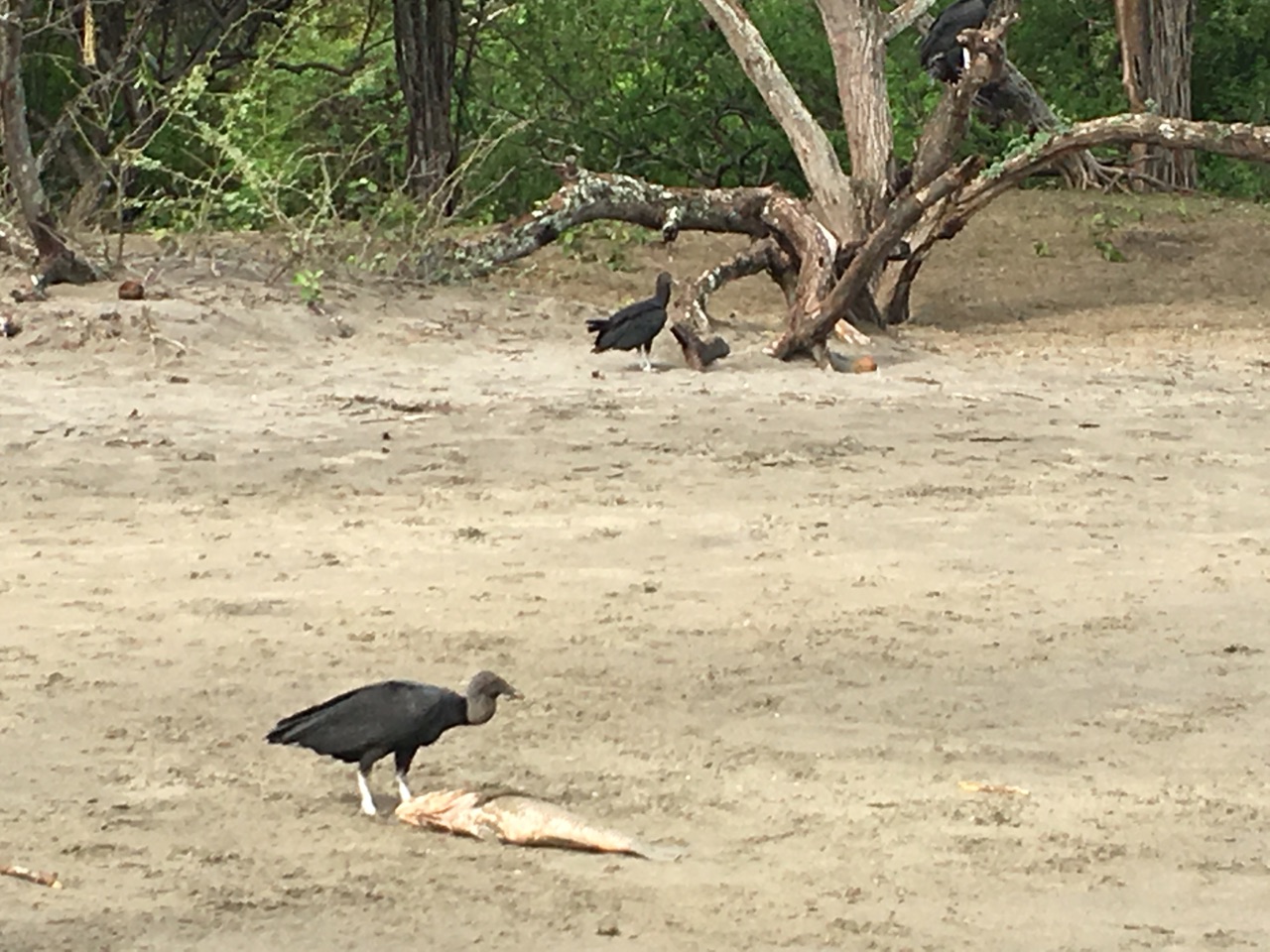 Probably Vultures