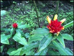 Flowers in the rainforest