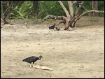 Probably Vultures